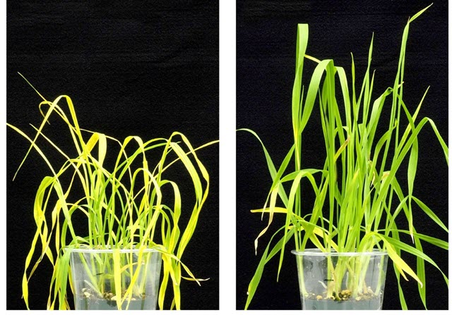 Wheat Treated with Opabactin