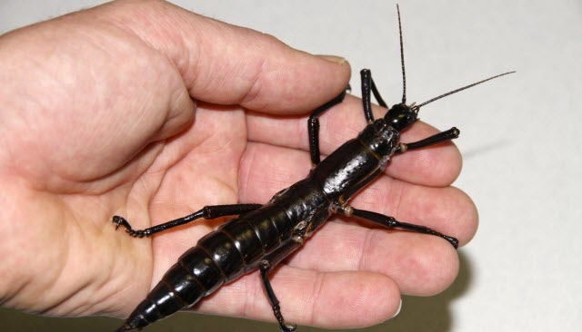 Dryococelus australis on Hand