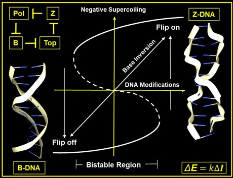 Flipons are a Dynamic Way to Code the Genome