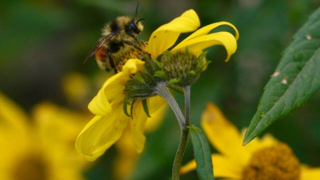 Bombus bifarius