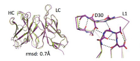 protein structures