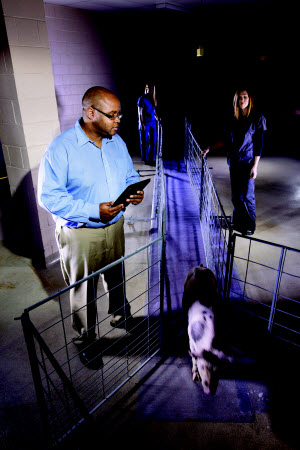 animal stroke model and researchers