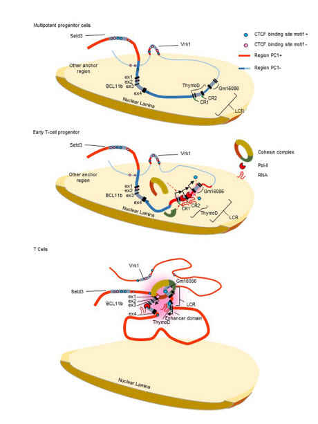 immune cells