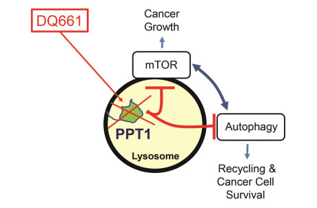 using DQ611 to target PPT1