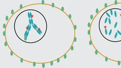 INSIGHTS on Developing Antibody-Drug Conjugates