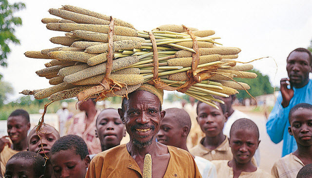 Harvest of pearl millet