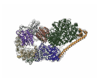 cryo-EM structure of Transcription Factor II Human