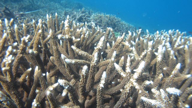 Live Acropora corals