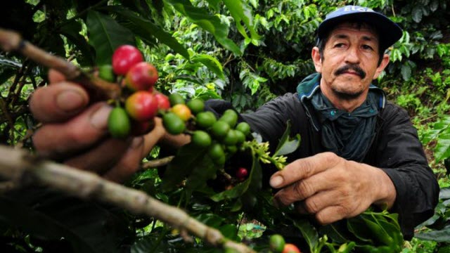 A coffee farmer picks fresh coffee cherries in Colombia