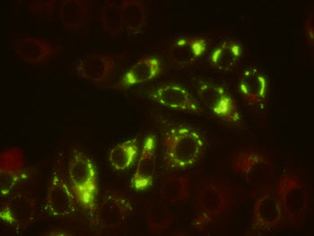 Yellow Fever Virus Monoclonal Antibodies