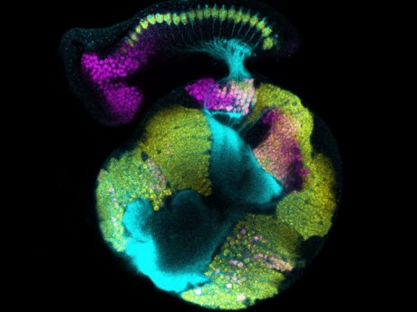 A confocal micrograph of a developing fruit fly visual system