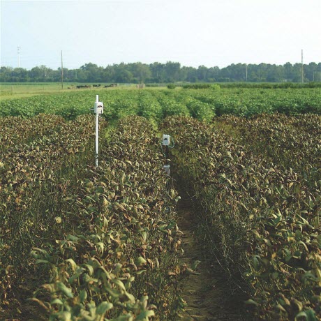 Soybean Rust-Infected Plants in Florida 