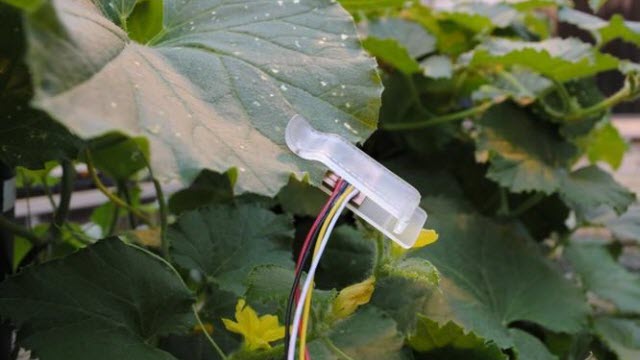 Leaf Sensor