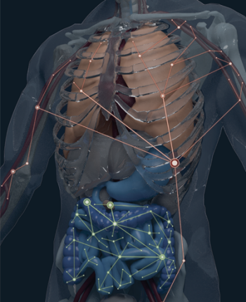 A model of the human body showing distinct B cell clonal networks