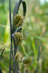 sea wheatgrass