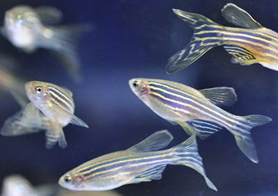 Zebrafish