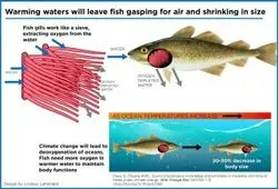 Warmer Waters from Climate Change Will Leave Fish Shrinking, Gasping for Air
