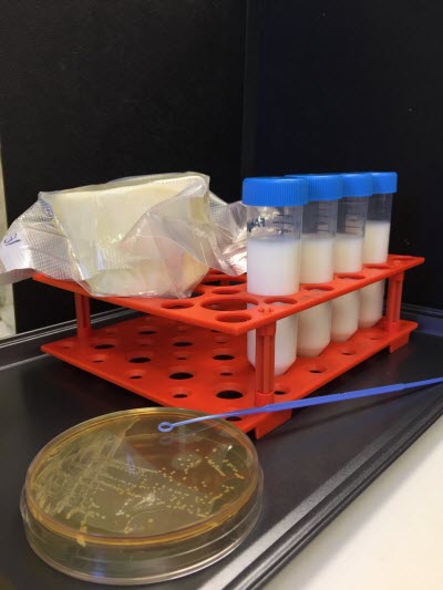 a culture plate of Lactococcus