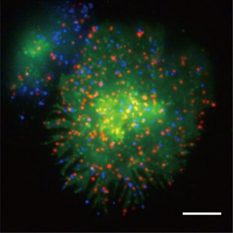 Representative Image of Simultaneous Three-Color Single-Molecule Observation 