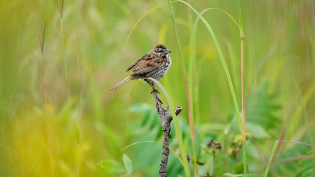 sparrow