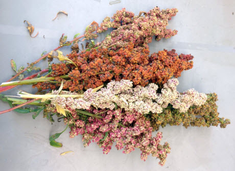 Multicolored quinoa seed heads