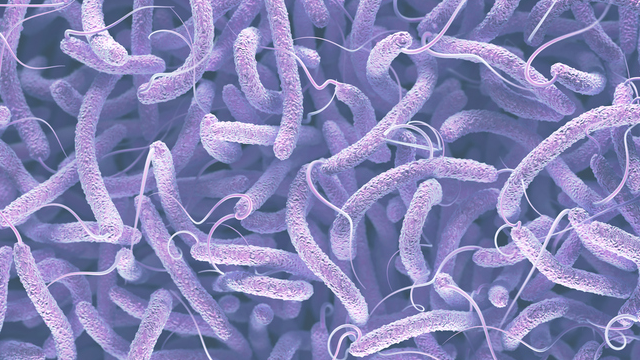 Vibrio Cholerae Bacteria