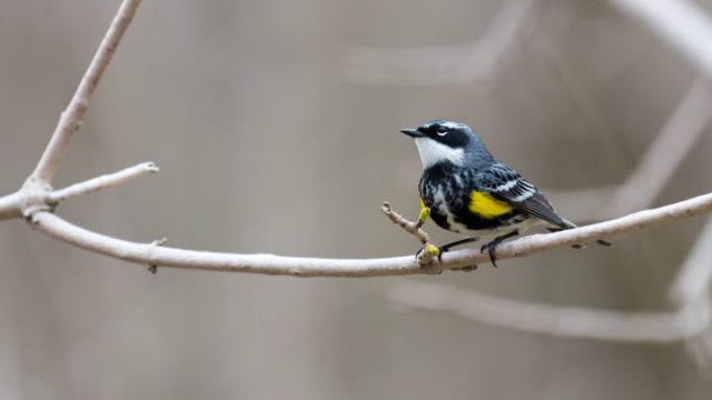 Warbler