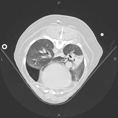 CT image from a dog with three different respiratory disorders