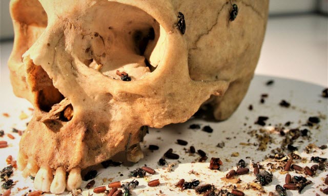 dermestid beetles and flies on a skeletonized human skul