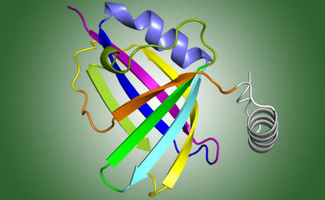 the structure of a protein that helps a common respiratory virus