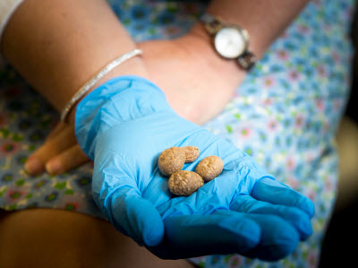 tiny tubers of S. Jamesii