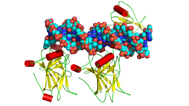 structure of the tumor suppressor protein p53