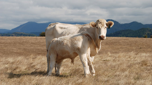 Brangus cows