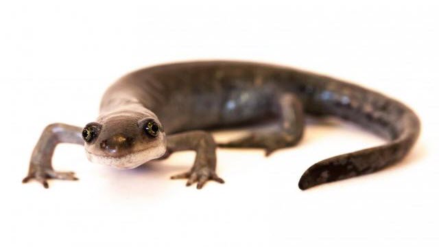 Ambystoma salamander