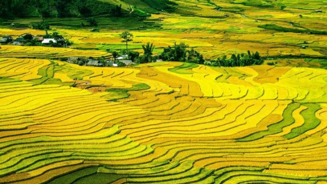 Rice terraces in Bali