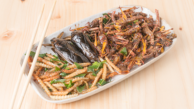 edible insects