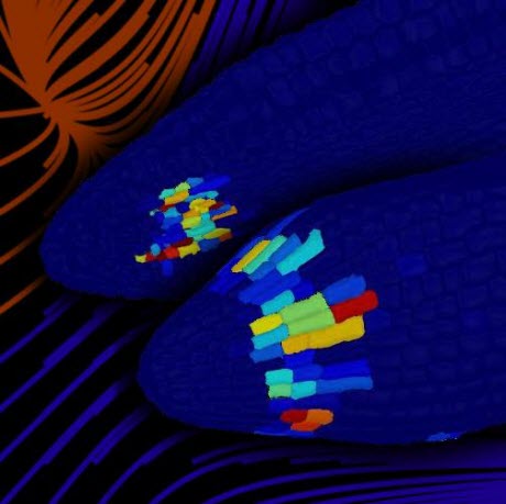 3-D digital reconstruction of a plant embryo