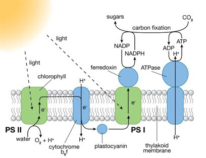 Photosystems (PS) I and II 