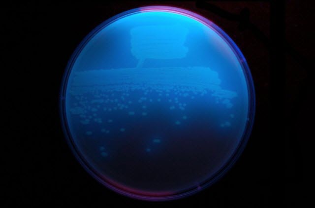 soil bacterium Pseudomonas fluorescens