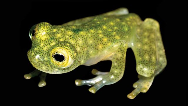 Juvenile of the new glassfrog species (Hyalinobatrachium yaku) 