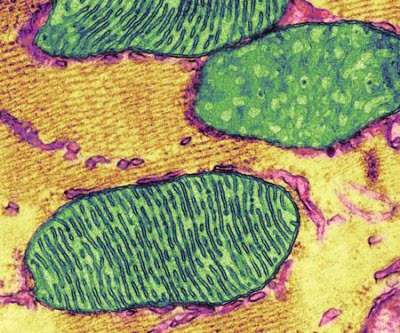 colorized transmission electron micrograph of cellular mitochondria