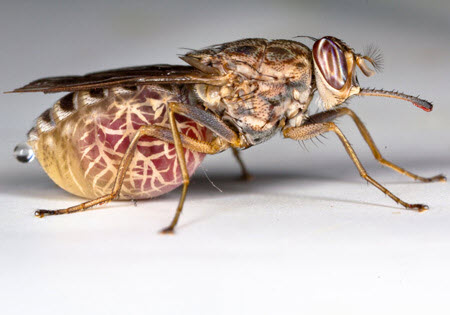 tsetse fly