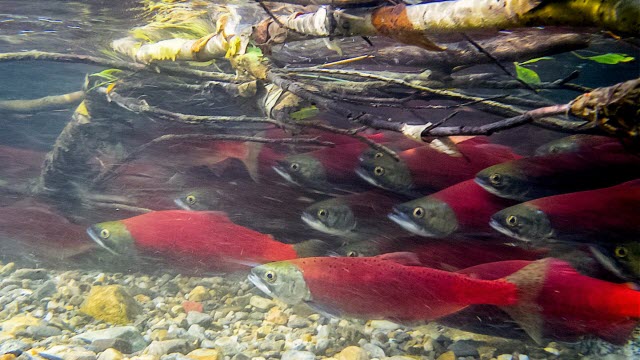 Sockeye salmon