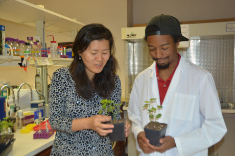 Dr. Libo Shan, Texas A&M AgriLife Research plant pathologist, and doctoral student Kevin Co