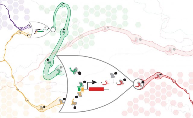 CRISPR-dCAS9 NOR Gates