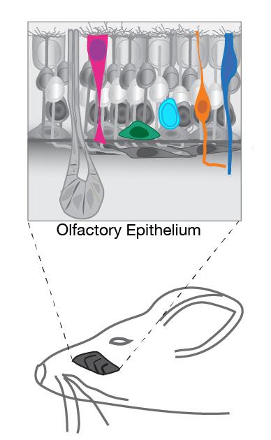 olfactory epithelium