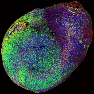 connecting brain regions in a dish