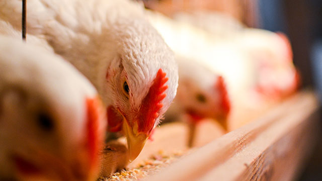 chickens eating