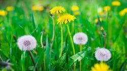 How Dandelion Seeds Act as a Perfect Pipette in the Lab