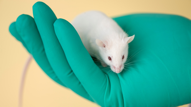 Lab Mice May Not Be Effective Models For Immunology Research Lab Manager